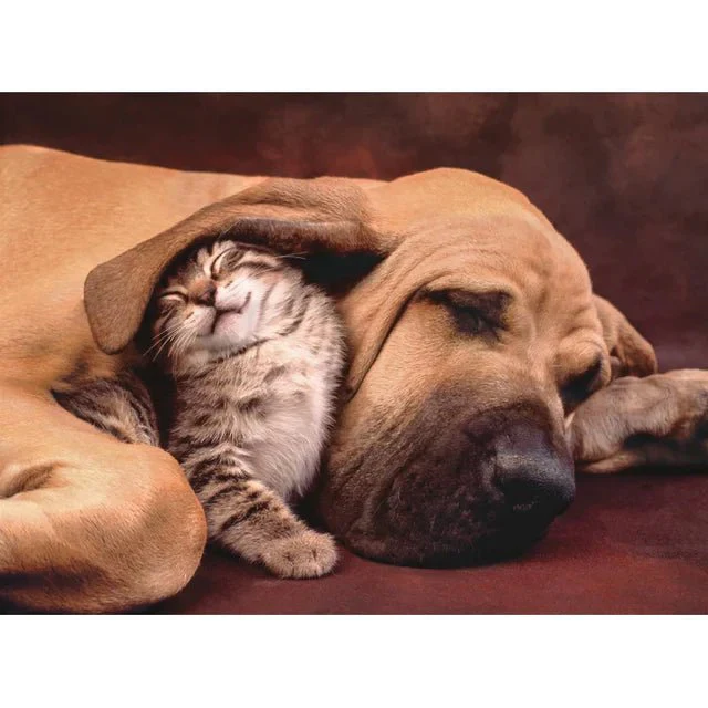500 Piece Jigsaw Puzzle - Cuddles - Image 2