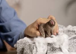 Schleich Japanese Macaque - Image 2