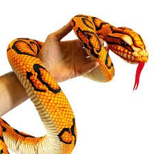 Snake 150Cm Assorted - Image 2