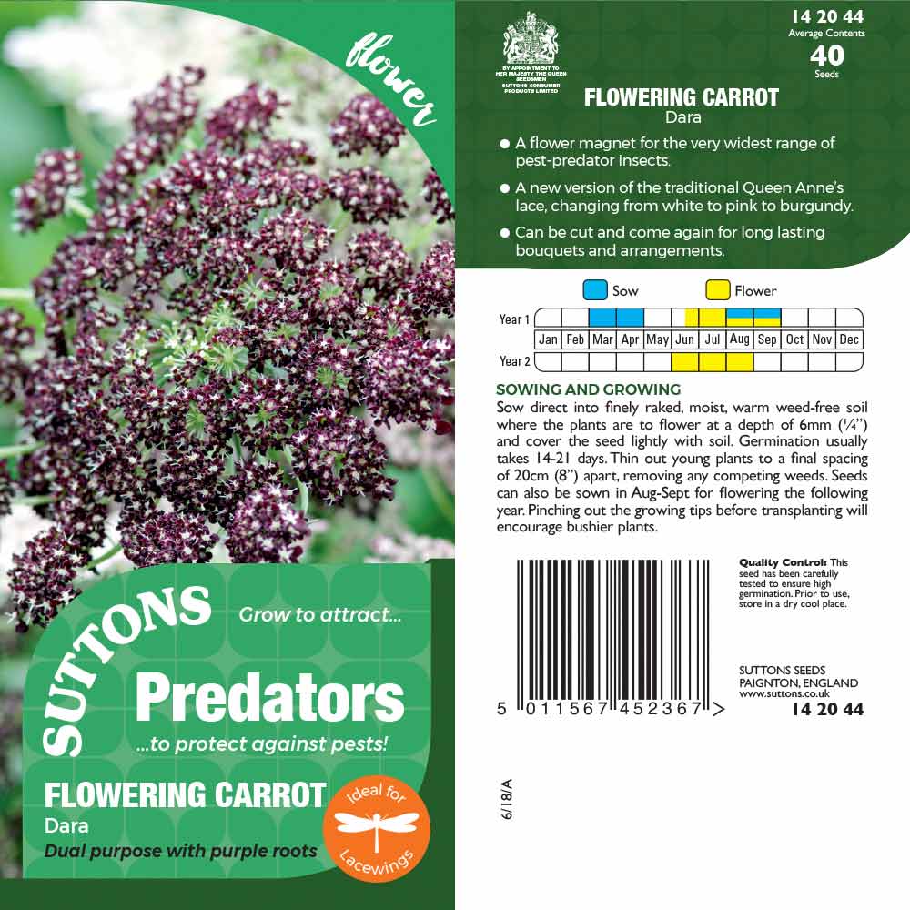 Suttons Flowering Carrot Dara Pp - Image 2