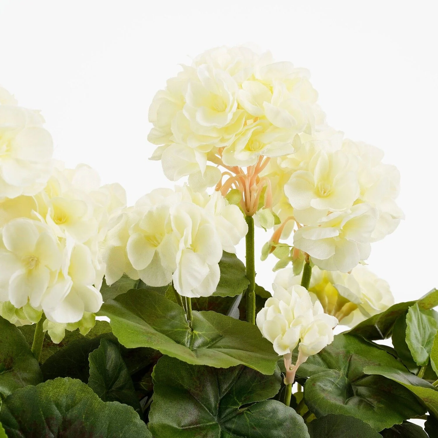 White Geranium in Terra Planter L29 x W13 x H40 cm - Image 2